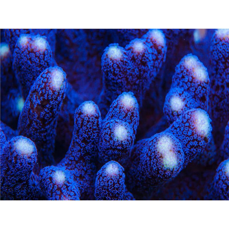 Stylophora milka L - imagine 3